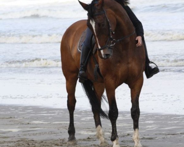 broodmare Wie Smilla (Hanoverian, 2003, from Wolkenstein II)