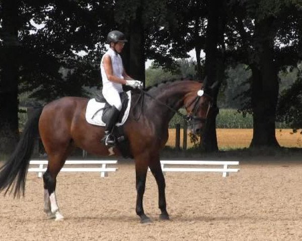 Dressur- und Springturnier Rheine-Wadelheim 2014