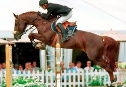 stallion Perhaps van het Molenvondel (Belgian Warmblood, 1992, from Jus de Pomme)