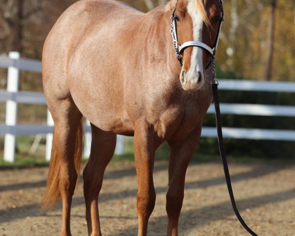 Pferd Chasing High (Quarter Horse, 2019)