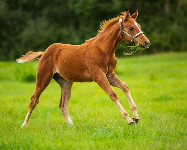 Pferd LS Scotch N Krymsun (Quarter Horse, 2020)