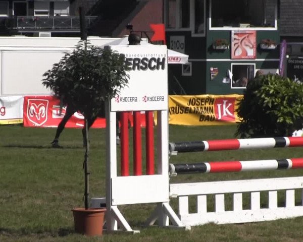 Dressur- und Springturnier Rheine-Wadelheim 2014