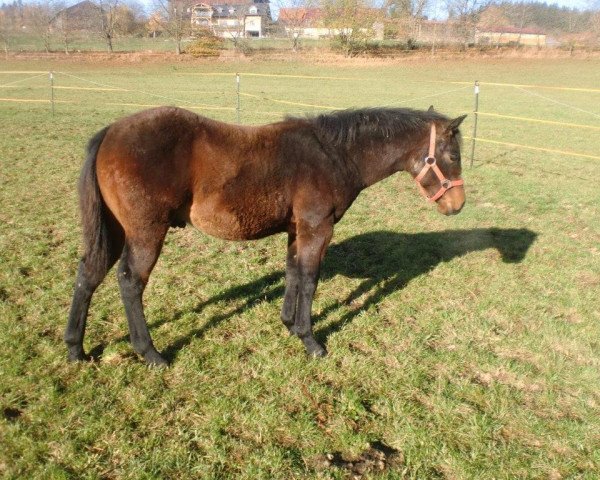 Pferd Dunit Finest Tinsel (Quarter Horse, 2020)