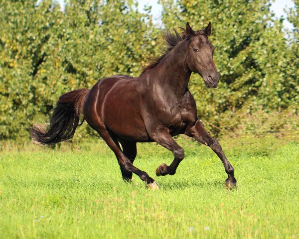 horse Noble Song (German trotters, 1988, from Noble Stardom (US))