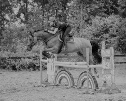 jumper Chim Chimini (Oldenburg, 2008, from Chin Quin)