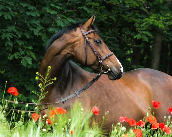 dressage horse A kind of Magic 2 (German Warmblood, 2010, from Samba's Sensation)