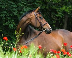 dressage horse A kind of Magic 2 (German Warmblood, 2010, from Samba's Sensation)