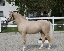 stallion Mr. Jingles (German Riding Pony, 2018, from FS Mr. President)