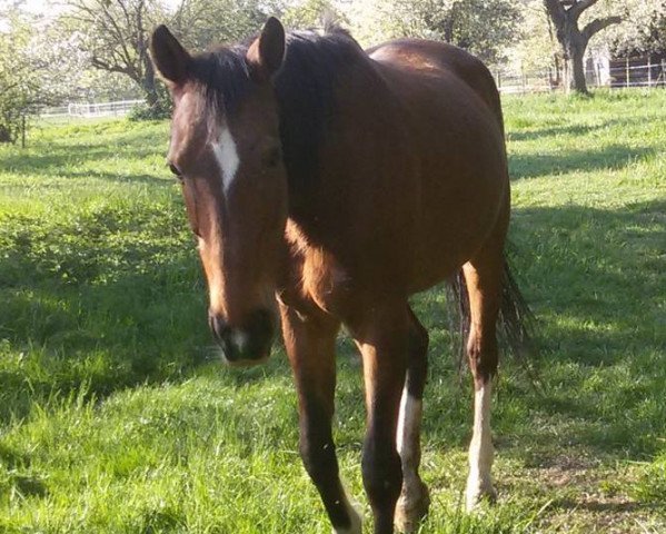 broodmare Laeticia (Hanoverian, 1997, from Landkönig)