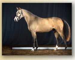 Deckhengst Macao San (Deutsches Reitpony, 2018, von FS Mr. President)