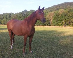 broodmare Tobiana (unknown, 2001, from Richelshagen)