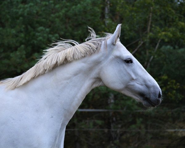 dressage horse Pia 860 (Westphalian, 2010, from Priano)