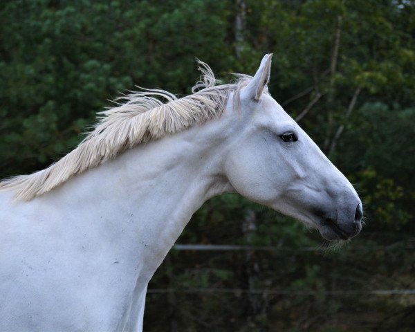 Dressurpferd Pia 860 (Westfale, 2010, von Priano)