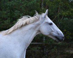 dressage horse Pia 860 (Westphalian, 2010, from Priano)