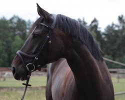 Springpferd Gem's Ronja (Hannoveraner, 2013, von Gem of India)