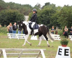 jumper Coline 20 (Pony without race description, 2012)