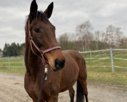 broodmare Playmate 17 (Westphalian, 2001, from Portland L)