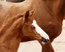 Springpferd Hawaiian Dream (Hannoveraner, 2020, von Hickstead White)