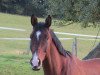 dressage horse Desiderio Mio GG (Trakehner, 2015, from Rheinklang)