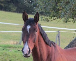 dressage horse Desiderio Mio GG (Trakehner, 2015, from Rheinklang)