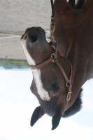 broodmare Angelique 362 (Württemberger, 2008, from Amadehus)