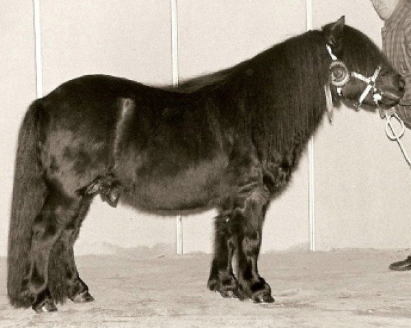 Deckhengst Fairy van het Stalletje (Shetland Pony, 1991, von X-Rose van de Vuurbaak)