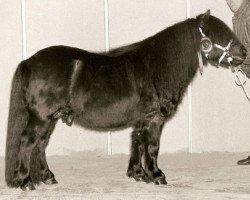 Deckhengst Fairy van het Stalletje (Shetland Pony, 1991, von X-Rose van de Vuurbaak)