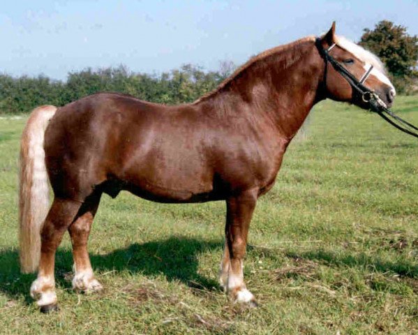 stallion Wirtsjunge (Black Forest Horse, 1981, from Wirt)