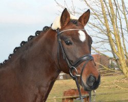 broodmare Kira 528 (German Sport Horse, 2004, from Königsmarck)