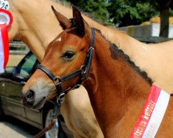 dressage horse Diddeldum (German Riding Pony, 2018, from D-Power AT)