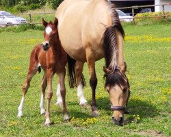 dressage horse Stute von D-Power (German Riding Pony, 2020, from D-Power AT)