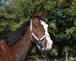 Pferd Fason (Polnisches Warmblut, 2000, von Bujak)