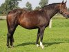 broodmare Queen Frieda (German Warmblood, 2013, from Kannan)