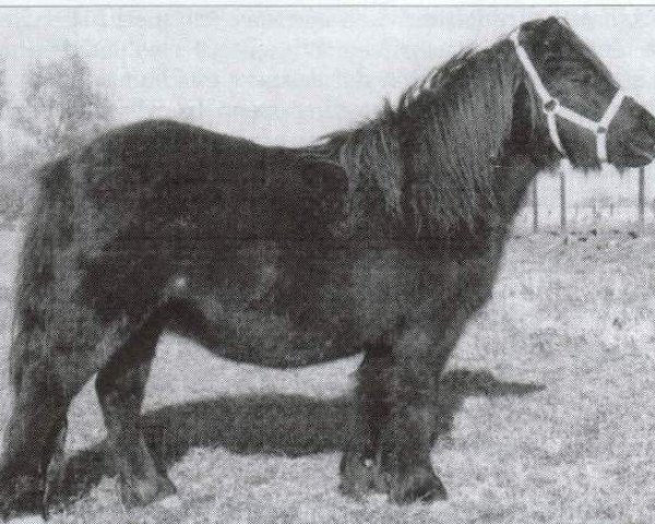 Zuchtstute Nicoline v.d. Zandkamp (Shetland Pony, 1977, von Favoriet van Wolferen)
