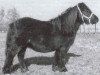 Zuchtstute Nicoline v.d. Zandkamp (Shetland Pony, 1977, von Favoriet van Wolferen)