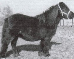 broodmare Nicoline v.d. Zandkamp (Shetland Pony, 1977, from Favoriet van Wolferen)