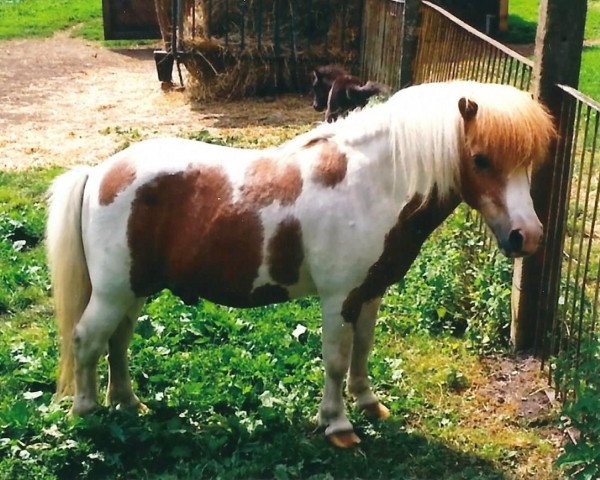 Deckhengst Bristel v. d. Geest (Shetland Pony, 1996, von Berlad van Keizershof)