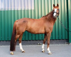 broodmare Ohlala B (Trakehner, 2011, from Graziello)