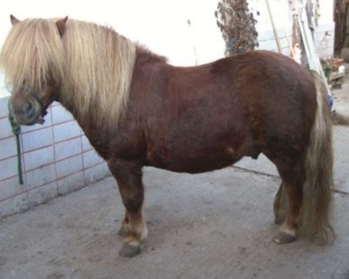 Deckhengst Apollo (Haflinger, 2001, von Amigo)