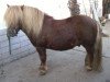 Deckhengst Apollo (Shetland Pony, 2001, von Amigo)