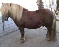 Deckhengst Apollo (Shetland Pony, 2001, von Amigo)