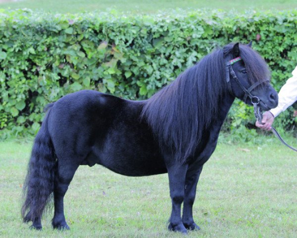 Pferd Nottingham (Shetland Pony, 2010, von Nanuk vom Eckartshof)