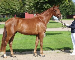 dressage horse Some Way (Swedish Warmblood, 2017, from Sankt Erik II 1265)