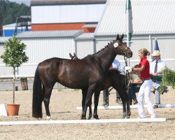 broodmare Power Princess (Hanoverian, 2004, from De Niro)