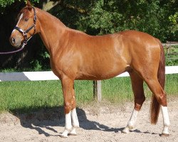 dressage horse Voytilas (Oldenburg, 2012, from Vitalis)