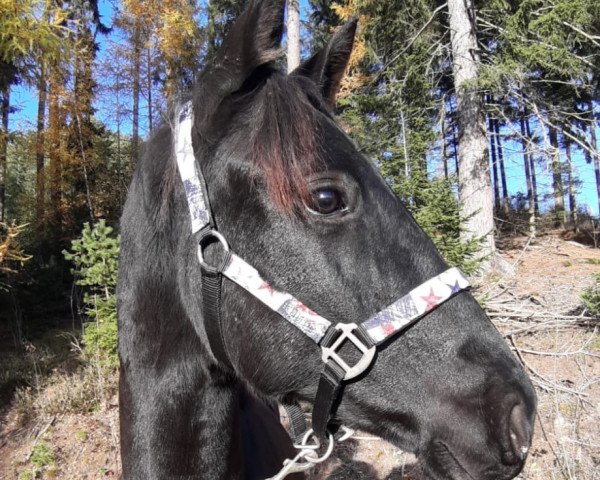 dressage horse Dwayne Johnson S (Pinto / Hunter, 2019, from Dragon Fly)