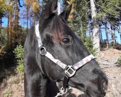 dressage horse Dwayne Johnson S (Pinto / Hunter, 2019, from Dragon Fly)