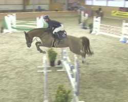 jumper Conny 409 (Oldenburg show jumper, 2014, from Conthargos)