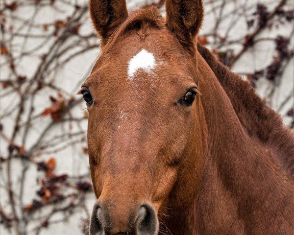 horse Easymey (Trakehner, 2009, from Halimey Go)