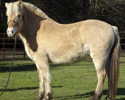 horse Yamsi (Fjord Horse, 2013, from Fair Acres Ole)